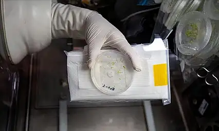 Schrenkiella Parvula Nedir