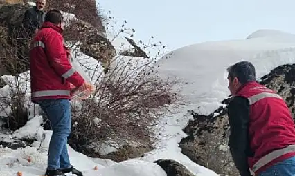 Van Muradiye'de Yaban Hayvanlarına Yem Bırakma Çalışması