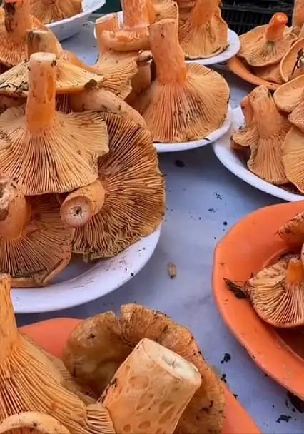 Mantar yedikten 6 saat sonra başlayan belirtilere dikkat!