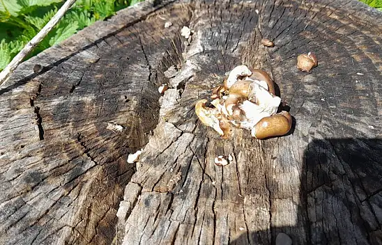 Ağrı'ya bahar geldi, zehirli mantarlara dikkat!