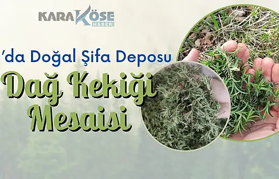 Ağrı'da Doğal Şifa Deposu Dağ Kekiği Mesaisi