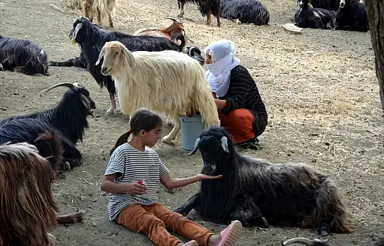 Muş'ta kadınların yayla serüveni devam ediyor