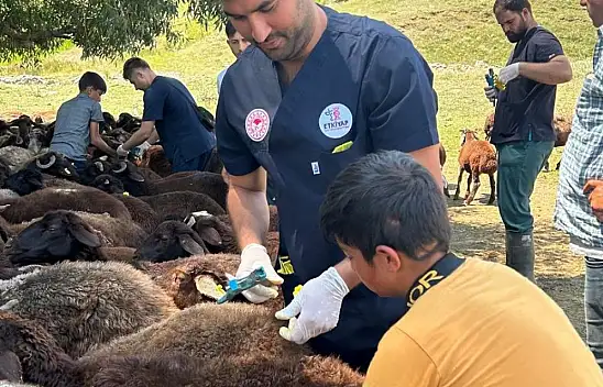 Ağrı'da Küçükbaş Hayvan Küpeleme ve Aşılama Çalışmaları