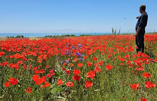Adilcevaz'da gelincikler açtı, doğada renk cümbüşü oluşturdu!