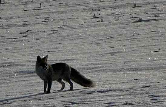 Ağrı Boztoprak köyünde karların arasında tilki görüldü