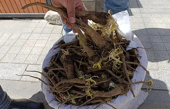 Ağrı'da Aladağ'ın şifası: Yabani havuç tezgâhlarda yerini aldı