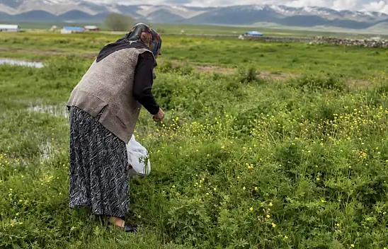 Ağrı'da asırlık gelenek sürüyor: Şifalı otlar kış sofraları için toplanıyor