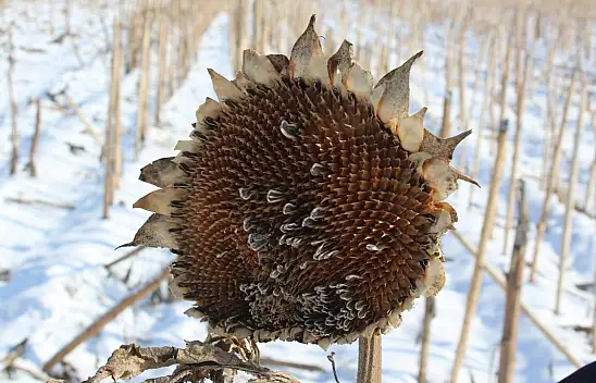 Ağrı'da ayçiçeklerinin kış hali