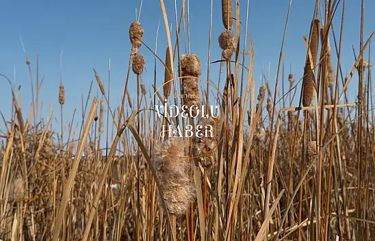 Ağrı'da bataklık kamışları görsel şölen sundu