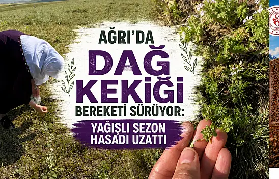 Ağrı'da Dağ Kekiği bereketi sürüyor: Yağışlı sezon hasadı uzattı