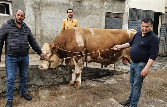 Ağrı'da dev kurbanlık rekor fiyata satıldı: 1 ton 190 kilogramlık 'Bahri' 500 bin lira etti