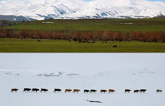 Ağrı'da iki mevsim bir arada: Dağlarda kış, ovada bahar