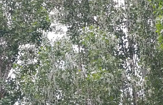 Ağrı'da kavak poleni kabusu! Vatandaşlar camlarını açamıyor