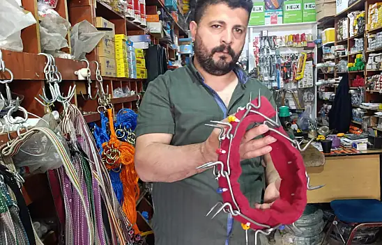 Ağrı'da Kurtlara karşı çivili önlem! Yaylacılar çoban köpeklerini böyle koruyor