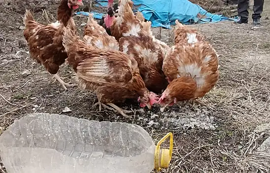 Ağrı'da mevsimlik tavuk yetiştiriciliği ilgi görüyor