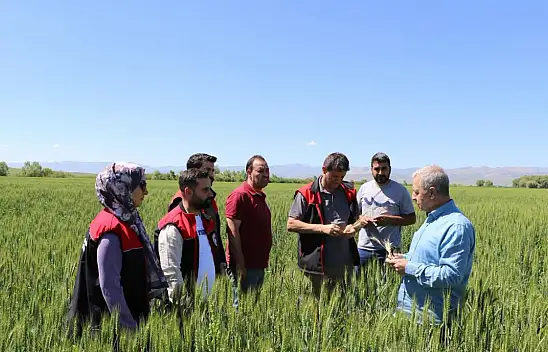 Ağrı'da süne zararlısına karşı sahada eğitim ve inceleme