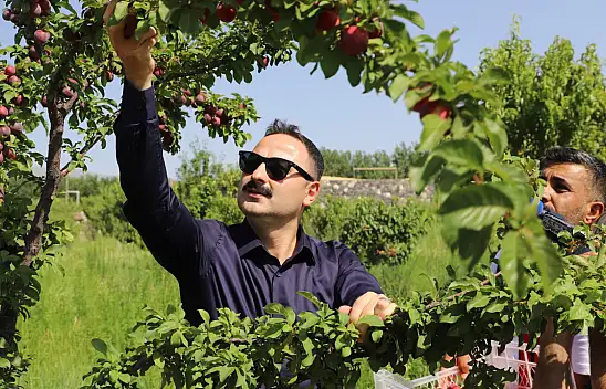 Ağrı Dağı eteklerindeki meyve bahçesi ilçeye umut oluyor