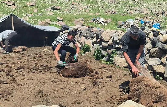 Ağrı Dağı yaylalarında koyun kırkma mesaisi başladı