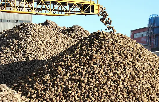 Ağrı'nın pancar tarlalarında hasat heyecanı başladı