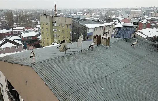 Ağrı'ya kış ortasında gelen leylekler şaşırttı