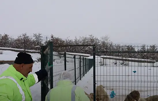 Bitlis Güroymak Belediyesi Can Dostlarını Önceliyor