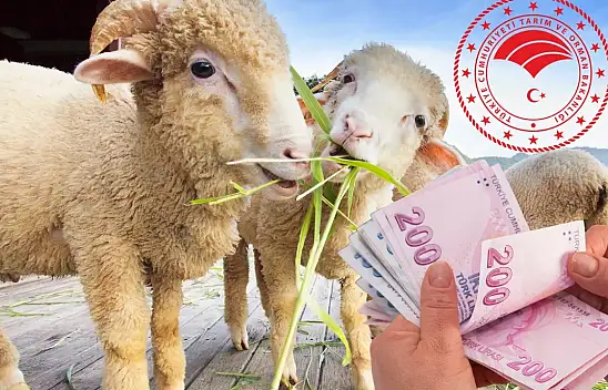 Devlet hayvancılık yapana destek verecek! 10 soruda destek başvurusu detayları
