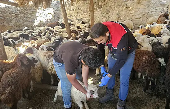 Diyadin'de küçükbaş hayvanlara aşılama ve küpeleme çalışması