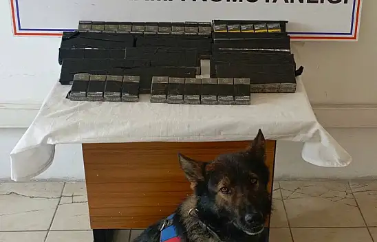 Diyadin'de tırın yemek bölümünde kaçak sigara ele geçirildi