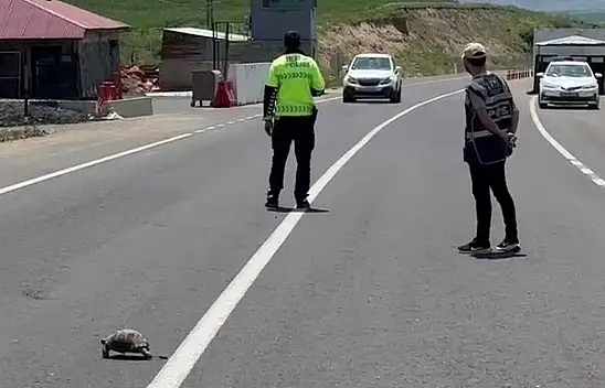 Erzurum'da polis memuru gönülleri fethetti: Kaplumbağa için trafiği durdurdu
