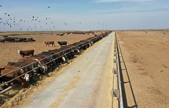 Iğdır'da hayvancılığa büyük destek: 840 üreticiye 12 bin 680 büyükbaş