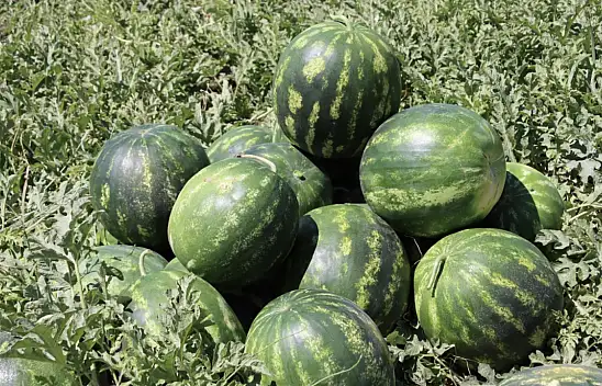 Iğdır'da Karpuz Hasadı Başladı, Protokol Üyeleri Toplamaya Katıldı