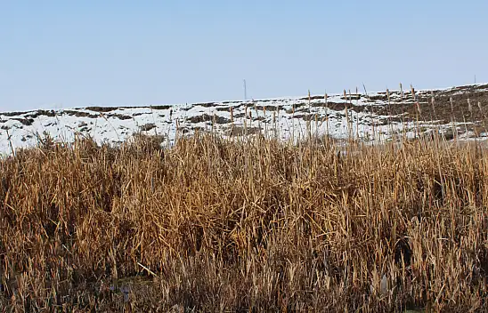 Ağrı'da kamışlar yaşamı kolaylaştırıyor