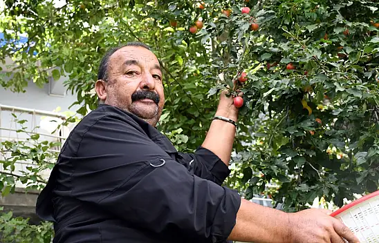 Kars'ın yüksek rakımında meyve bereketi: Bir ağaçtan 300 kilograma kadar erik çıktı