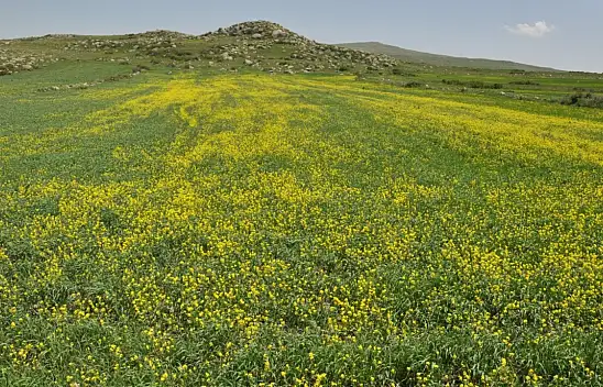 Kars'ta Sarıkamış'ta açan sarıçiçekler, baharın güzelliklerini gözler önüne seriyor.
