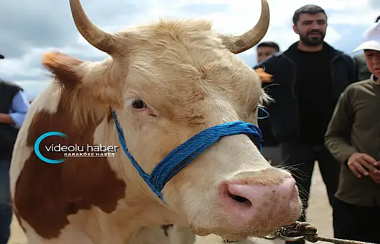 Kurban pazarı Ağrı'da hareketlendi: Son gün yoğunluğu yüzleri güldürdü