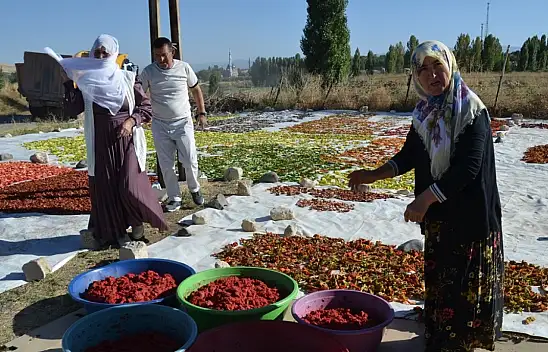Muş'ta güneşte kurutulan sebzeler Avrupa sofralarına ulaşıyor