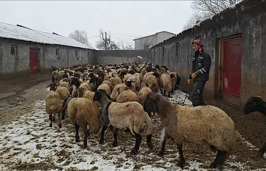 Muş'ta hayvancılıkta dikkat çeken yükseliş