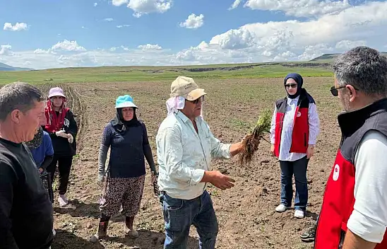 Patnos'ta 30 dönümde ada çayı üretimi başladı