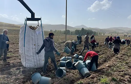 Patnos'ta 450 dönümden 1.500 ton patates bekleniyor