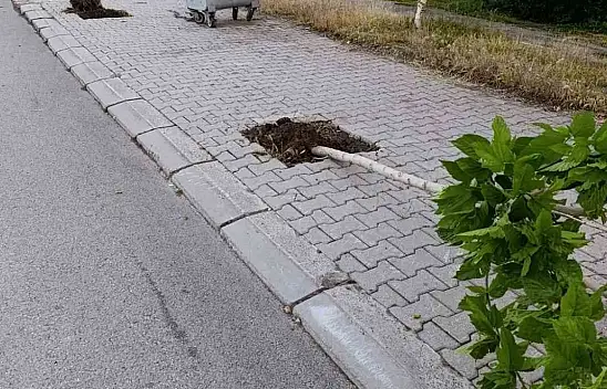 Patnos'ta ağaçlara zarar veren şüpheli kameradan tespit edilerek yakalandı