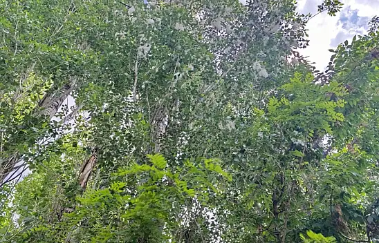 Polen tepkilerinin ardından Ağrı Belediyesi'nden açıklama