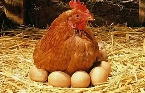Tavukta safra kesesi var mı?
