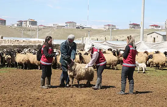 Van'da hayvan sağlığı kadın veterinerlere emanet
