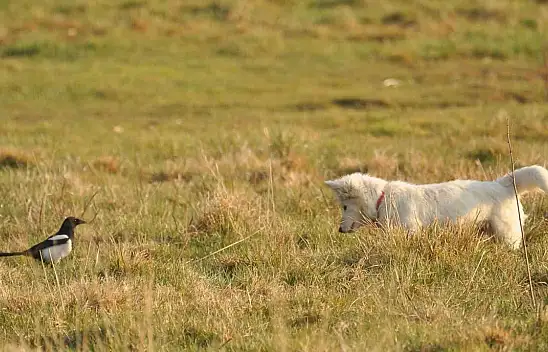 Van Kalesi'nde Van kedisi sandığı köpek yavrusu viral oldu