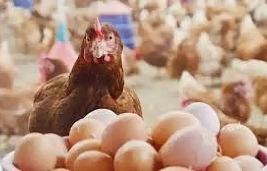 Yumurta üretiminde son 3 yılın zirvesi
