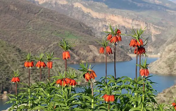 Doğu ve Güneydoğu Anadolu Bölgesi'nin Gizemli Bitkisi: Ters Lale