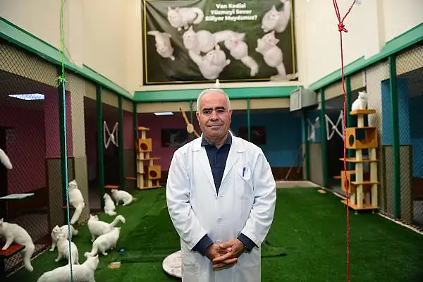 Van Kedileri, Ağrılı Profesöre Emanet