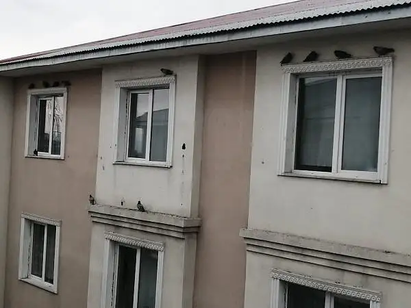 Ağrı'da yağıştan korunmak isteyen kuşlar çatı saçaklarına sığındı