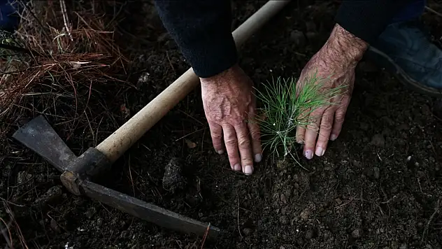 11 Kasım'da fidan dikimi için bakanlardan seferberlik çağrısı
