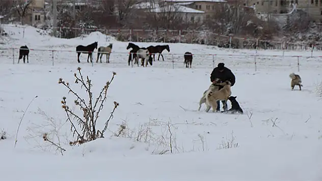 Nevşehir'de Köpek İçin Canını Yoksaydı